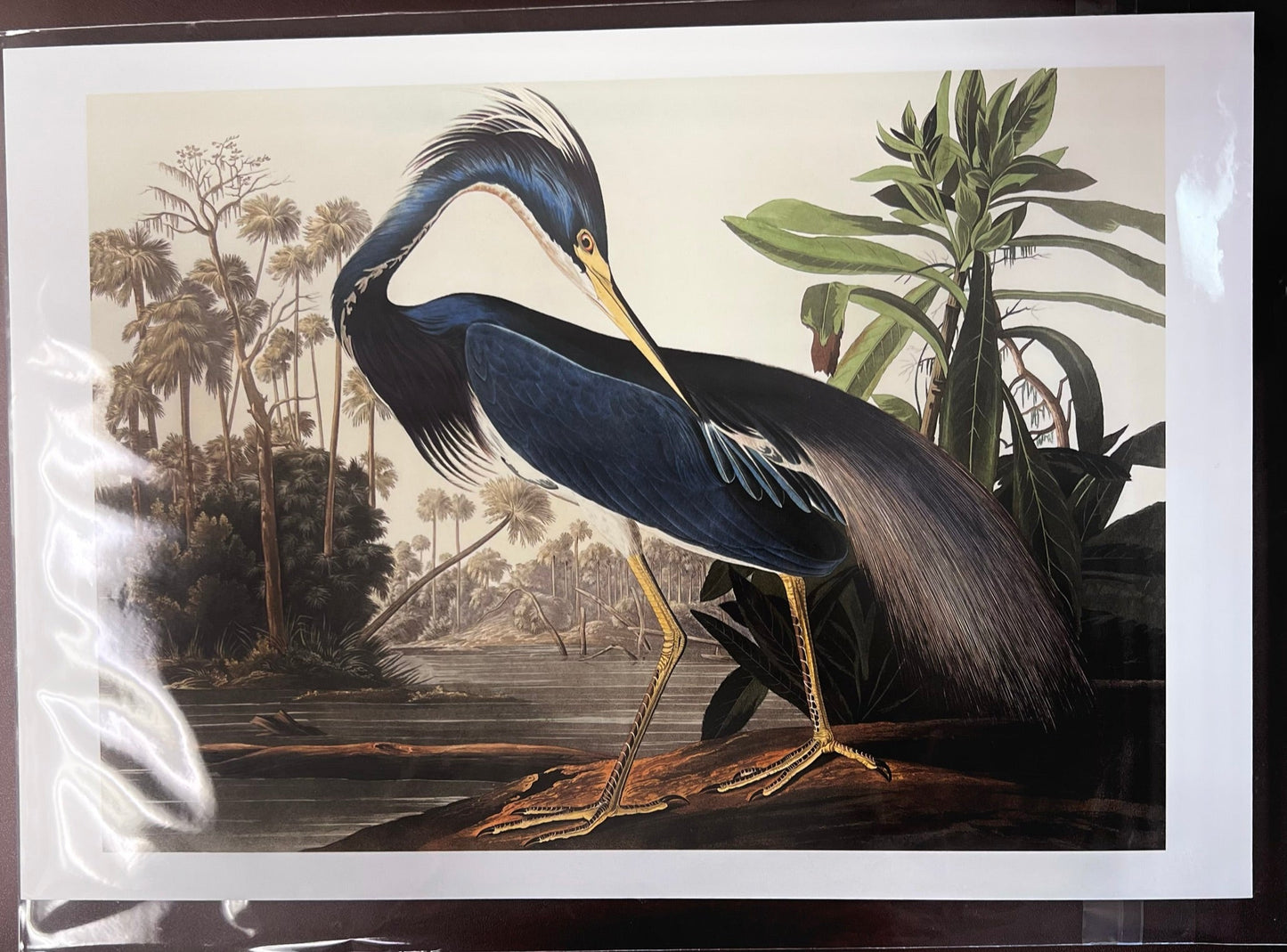 Louisiana Heron Framed Print